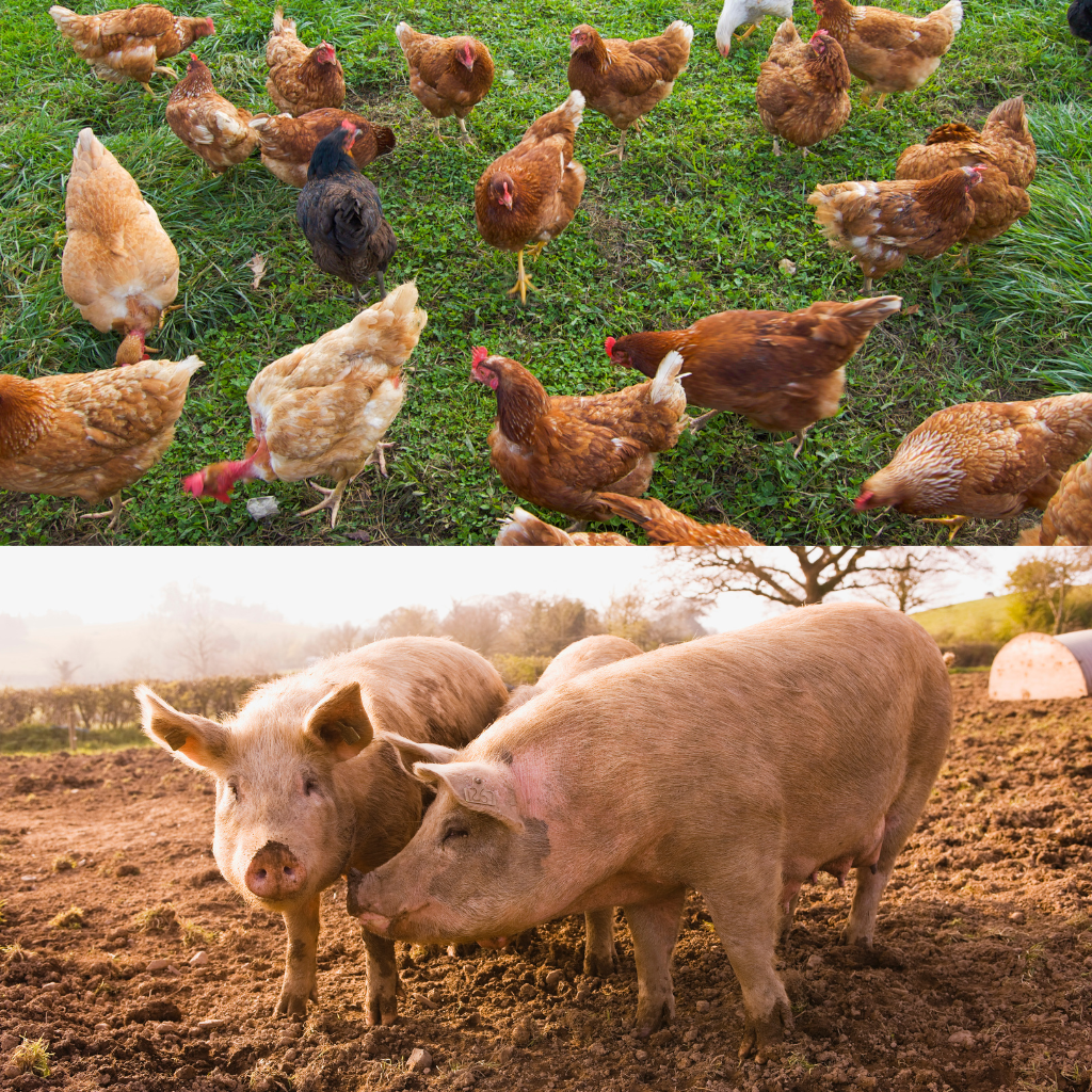 Collage Photo of a heard of chickens and a photo of two pigs