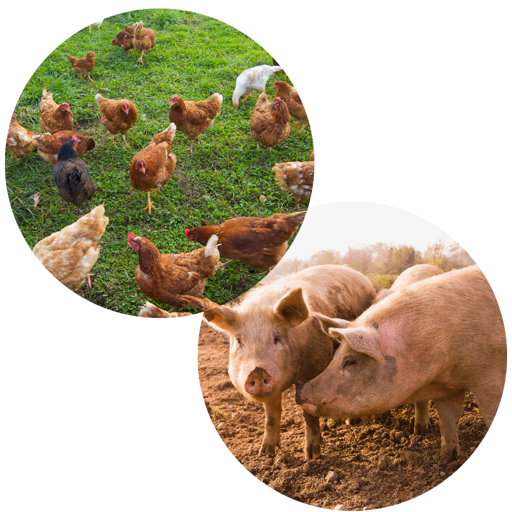 Collage Photo of a heard of chickens and a photo of two pigs